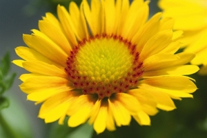 Gaillardia 'Spintop Yellow Apricot' New 2026
